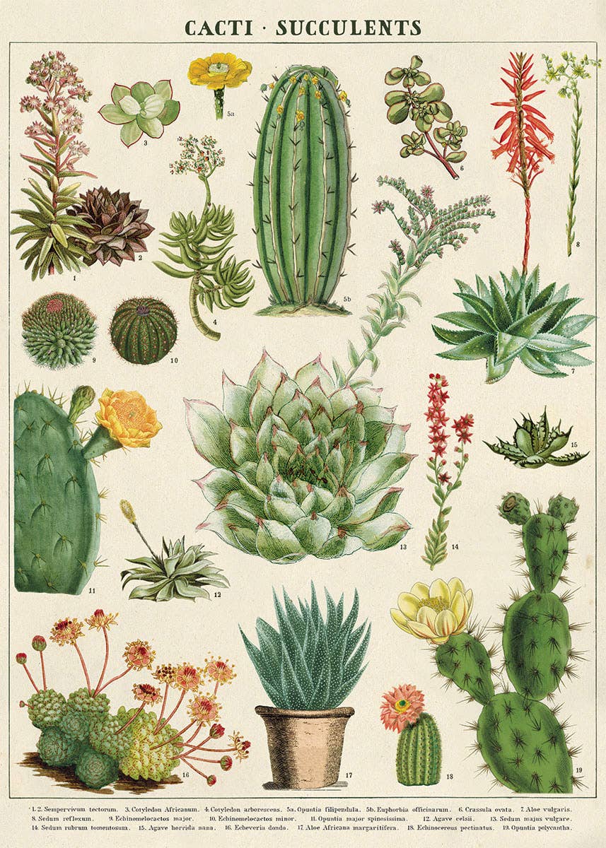 Cavallini Poster/Gift Wrap - Cactus  Succulents