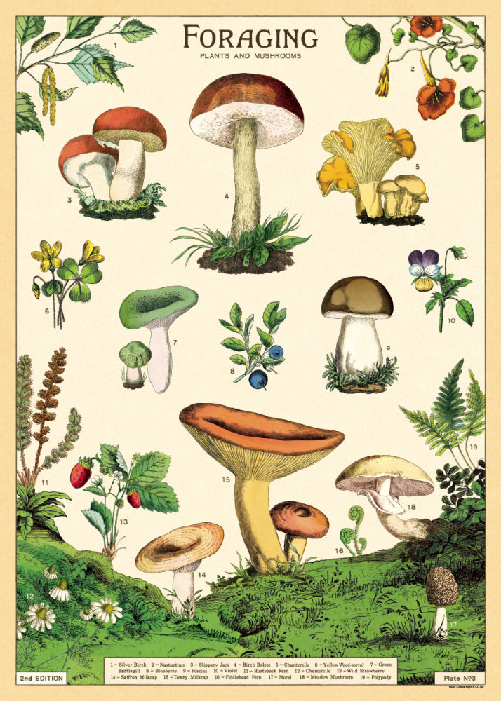 Cavallini Poster/Gift Wrap - Mushroom Foraging