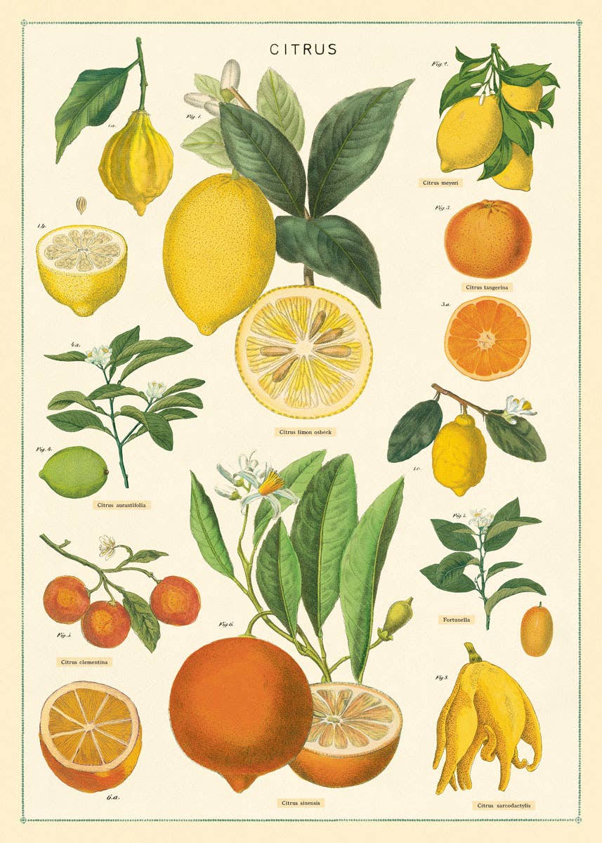 Cavallini Poster/Gift Wrap - Citrus