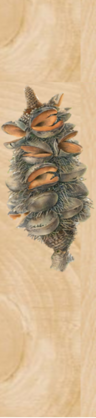 Banksia Serrata Bookmark
