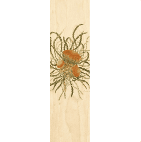 Showy Dryandra Bookmark