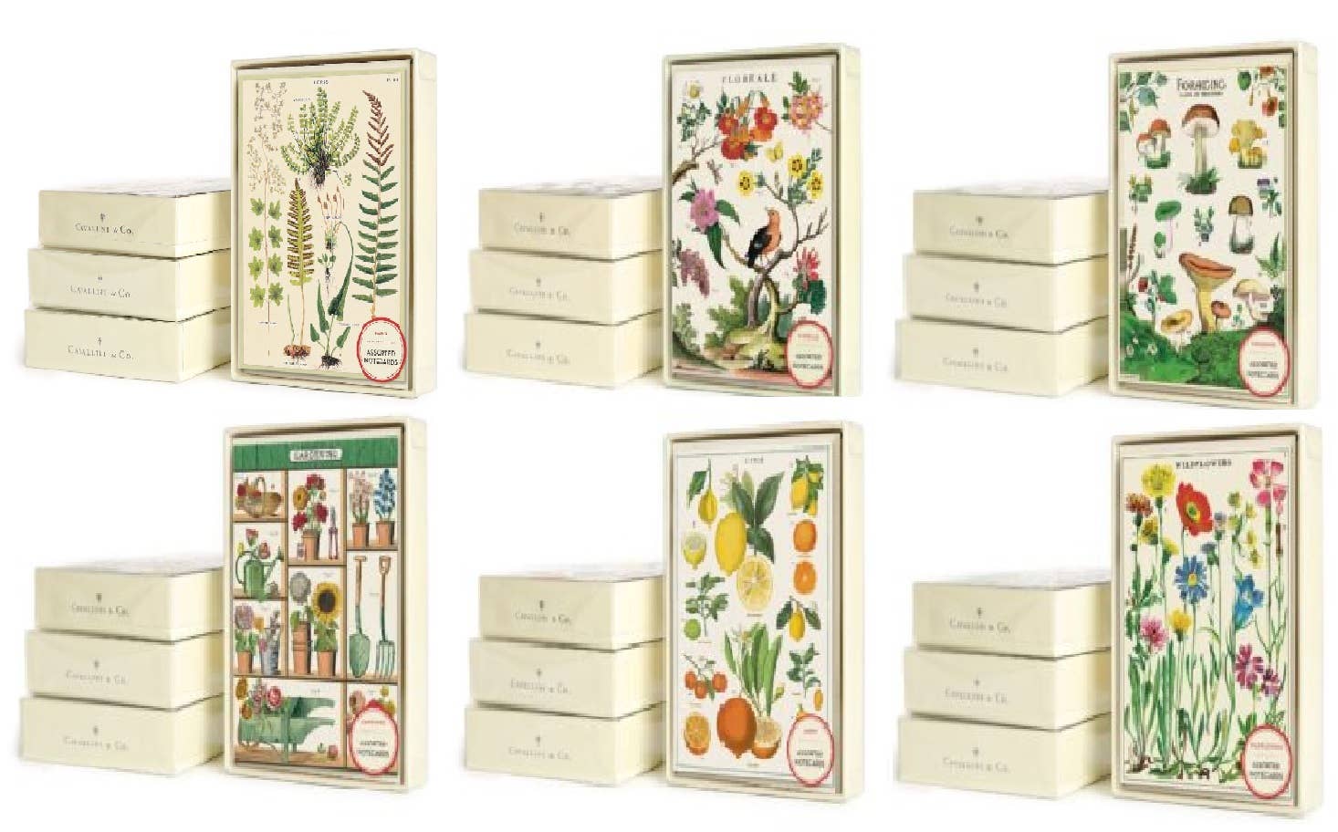 Cavallini Boxed Notecards Pack - 12 Assorted