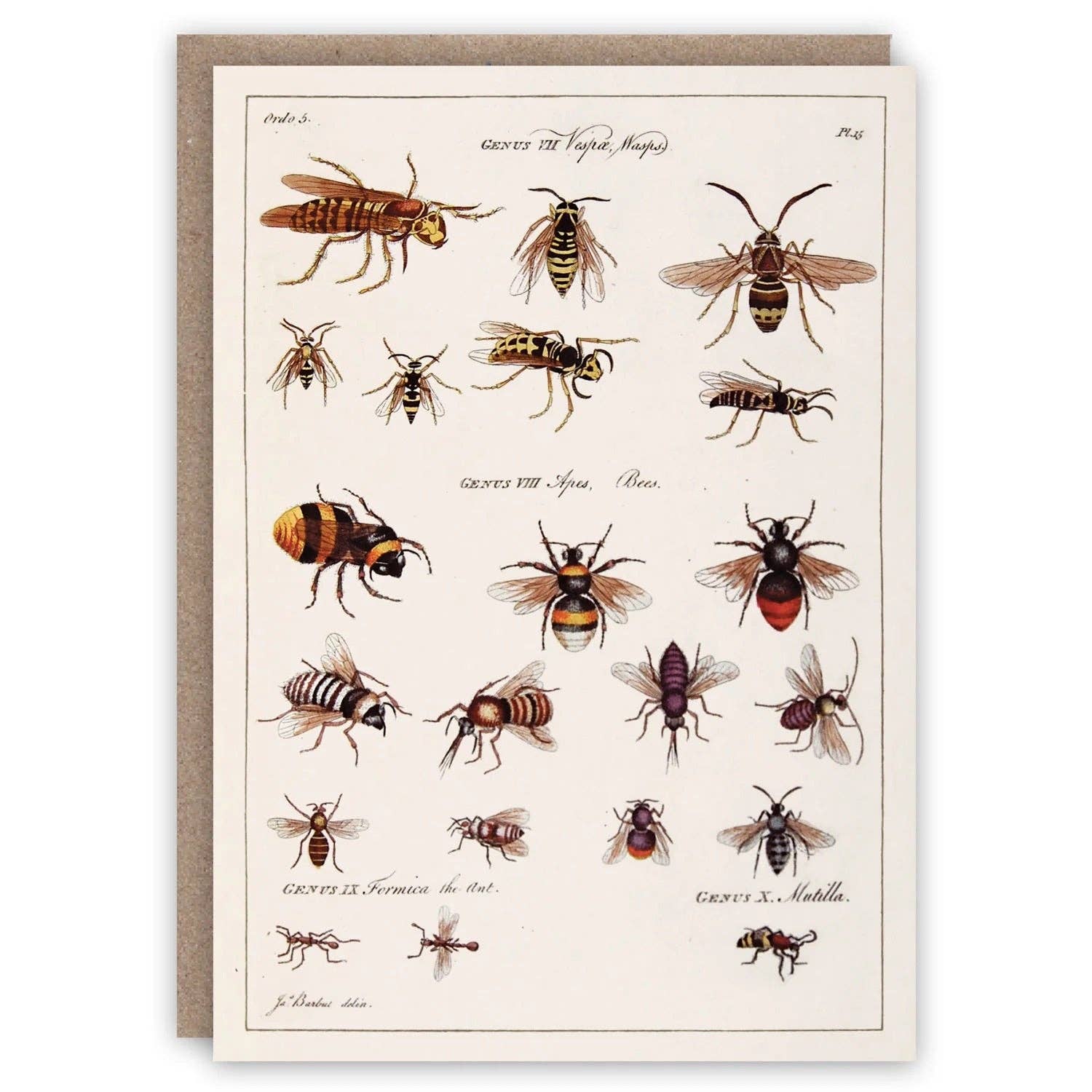 Wasps and Bees Card