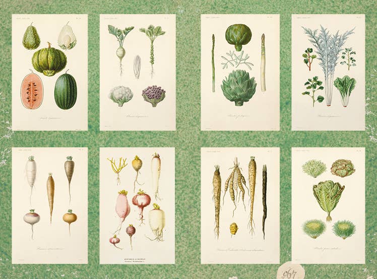 À la ferme - At the farm, Illustrated Journal