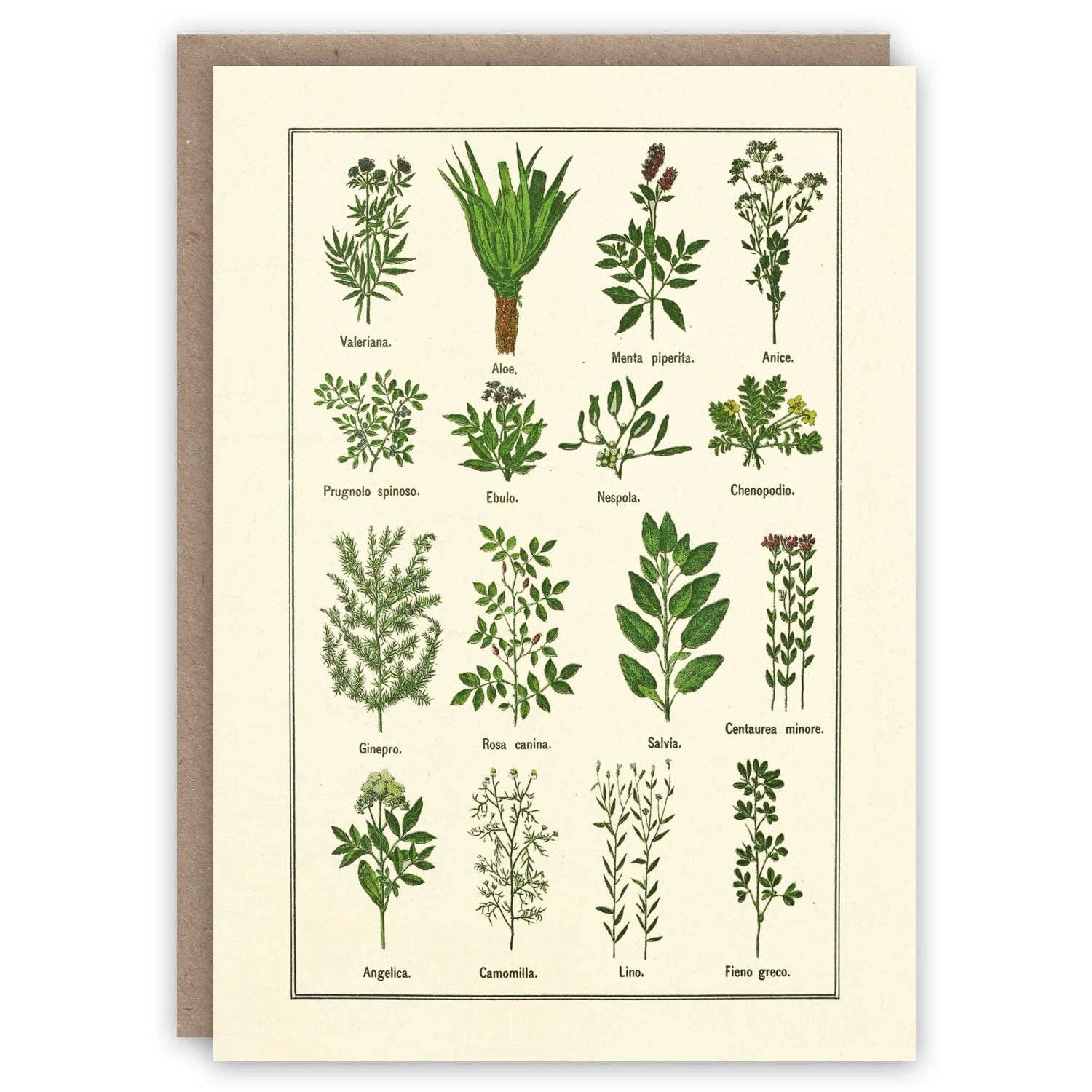 Healthy Herbs Card