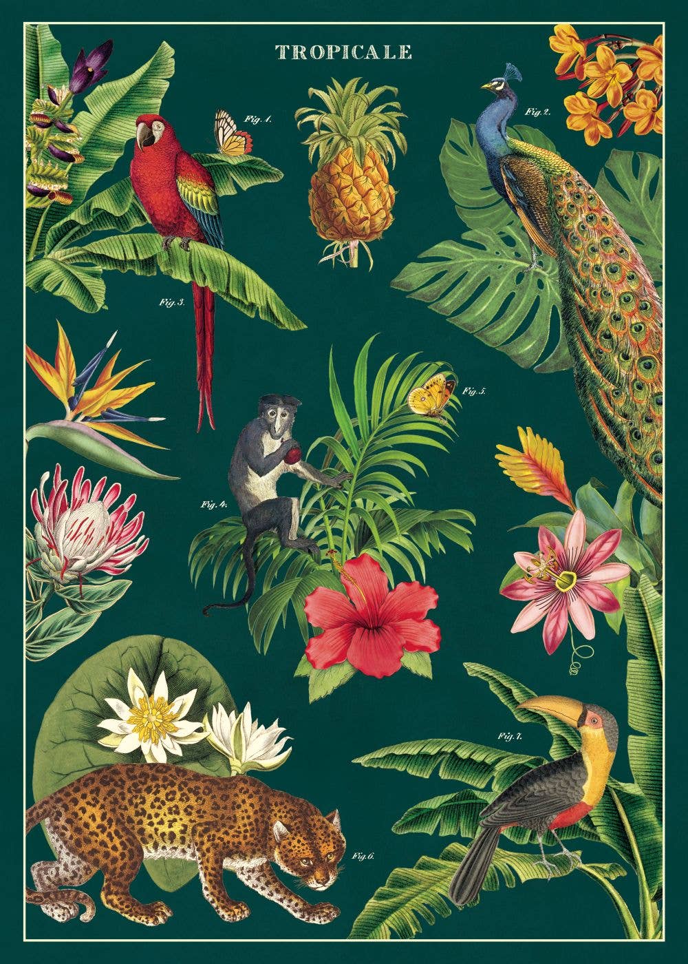 Cavallini Poster/Gift Wrap - Tropicale